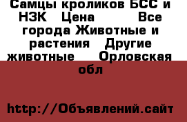 Самцы кроликов БСС и НЗК › Цена ­ 400 - Все города Животные и растения » Другие животные   . Орловская обл.